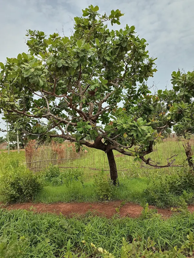 Grafted cashew seedlings