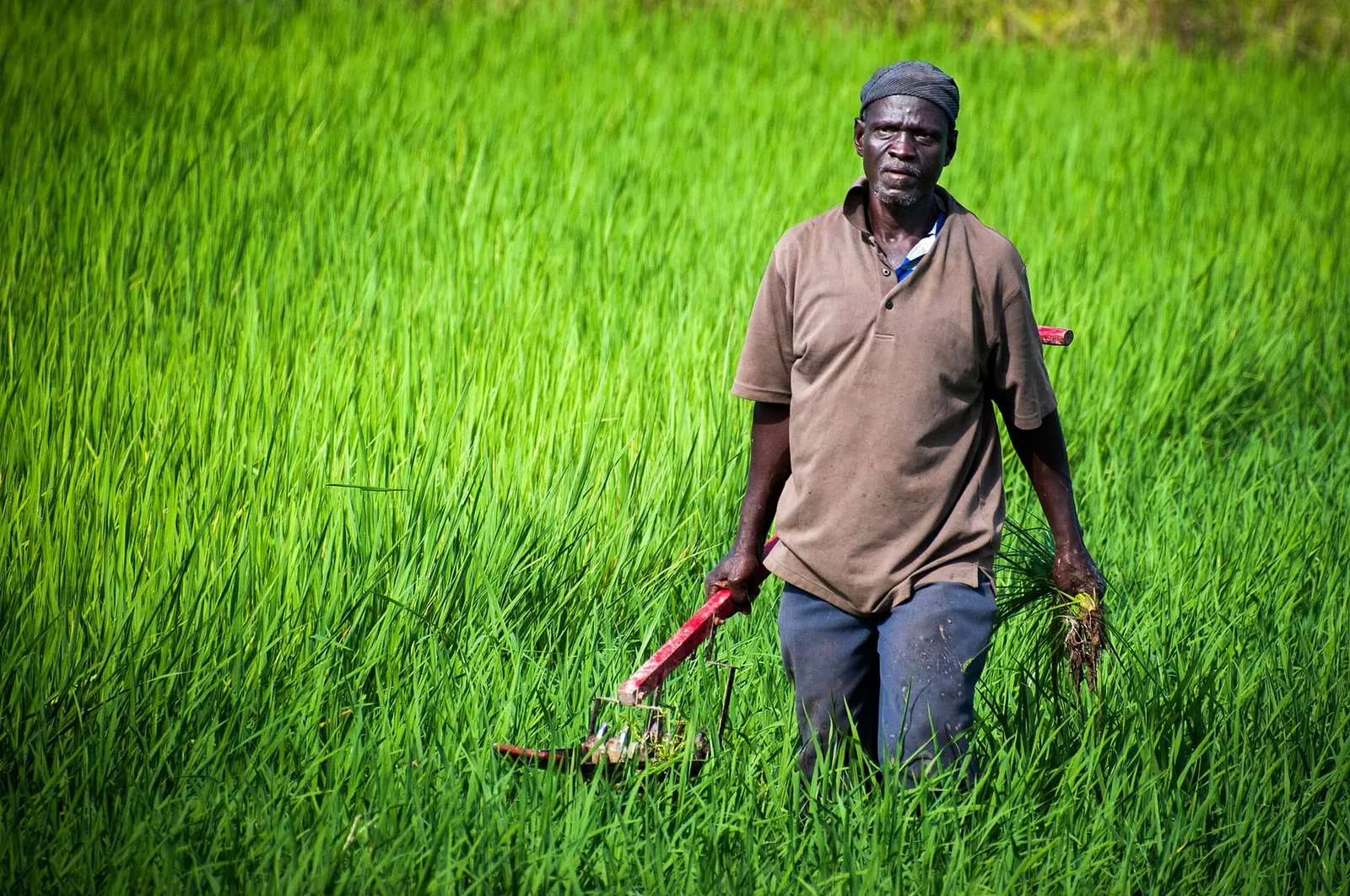 A smallholder farmer standing in a green rice field in Northern Ghana
