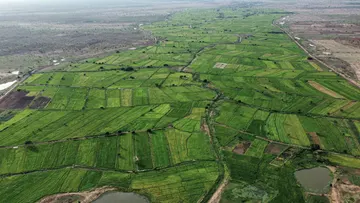 Aerial view of irrigated farmland in Kumbungu, Northern Region