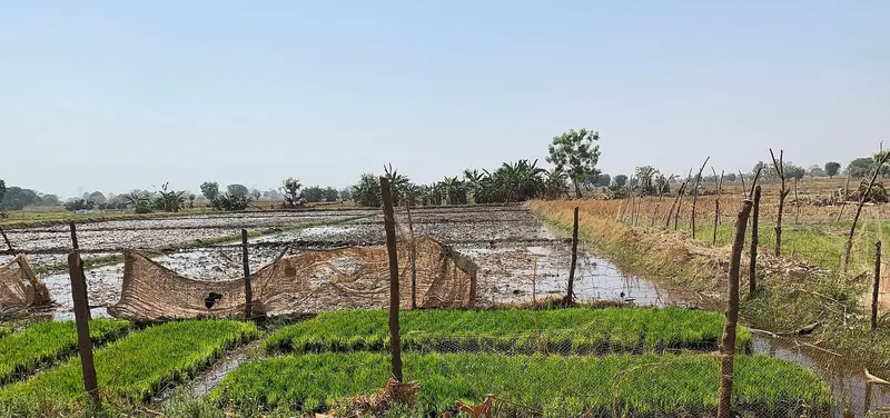 A dry-season vegetable irrigation farm in Gbulahagu