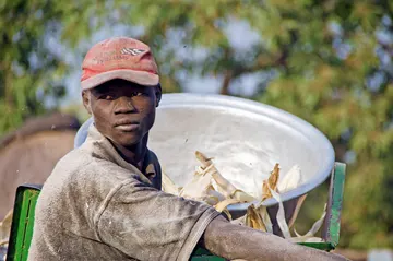 A maize farmer in Tamaligu, Northern Region, with his harvest