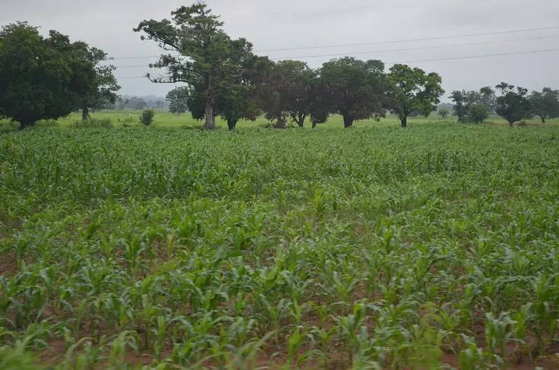 A healthy maize field in Northern Ghana