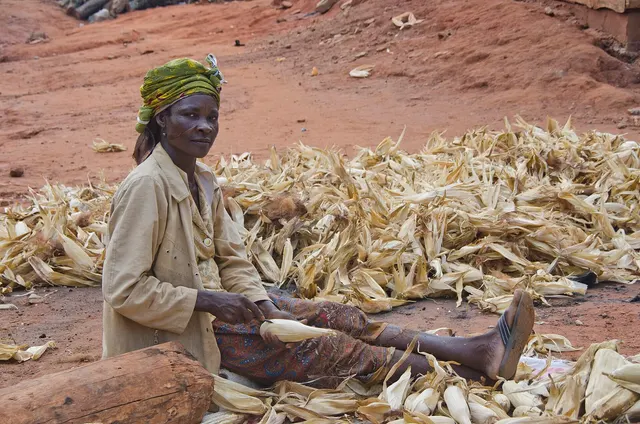 Maize grain